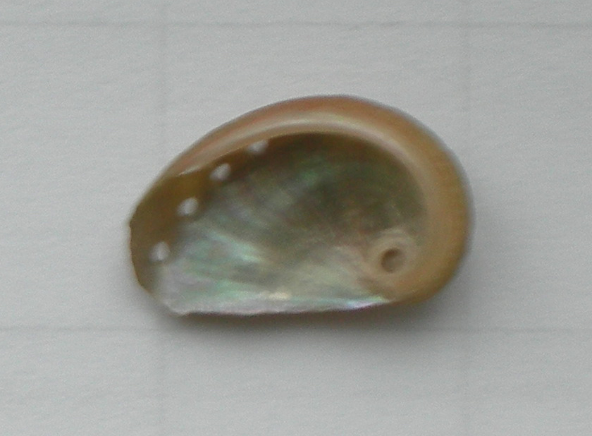 haliotis